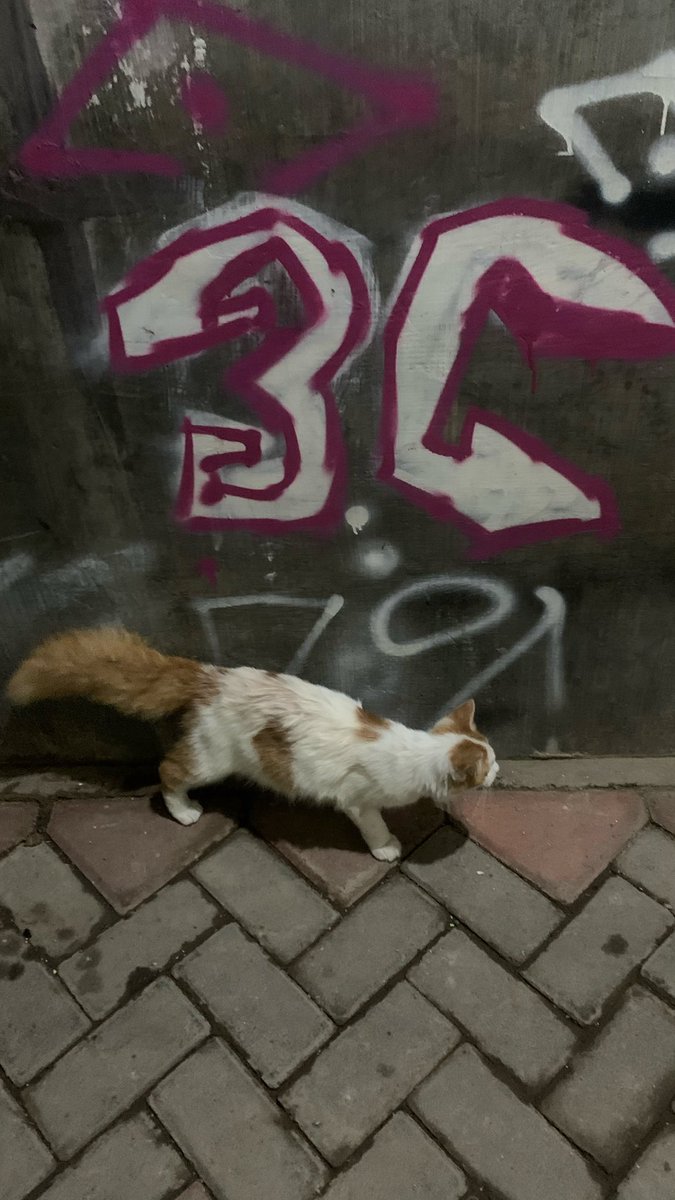 nplll__'s tweet photo. nicetry puss😌 https://t.co/DlJwO0kwUh