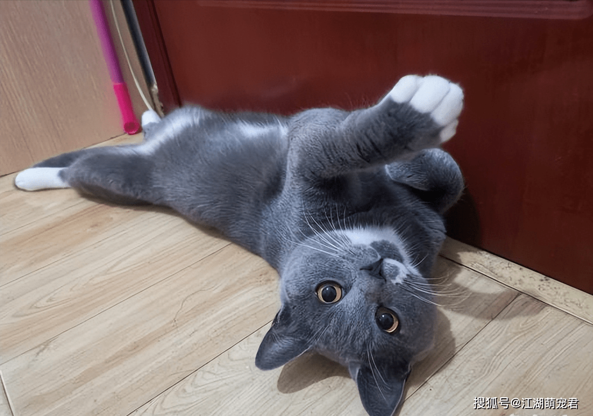 alind380952's tweet photo. My little furball grew 2 months this week – went from zooming on all 4s to mastering sofa jumps and stealing socks like a tiny pro  Time flies so fast!， https://t.co/32VEbFoPed
