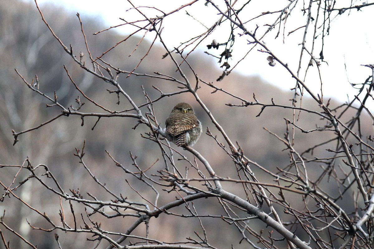 sofiQayoom's tweet photo. Asian Barred Owlet..

#Birdsofbaramulla
Kashmir 

@Canon_India @IndiAves @rrRumbo @NatureIn_Focus @RGSustain1 @birdsoftheworld https://t.co/K2VEZoX1LE