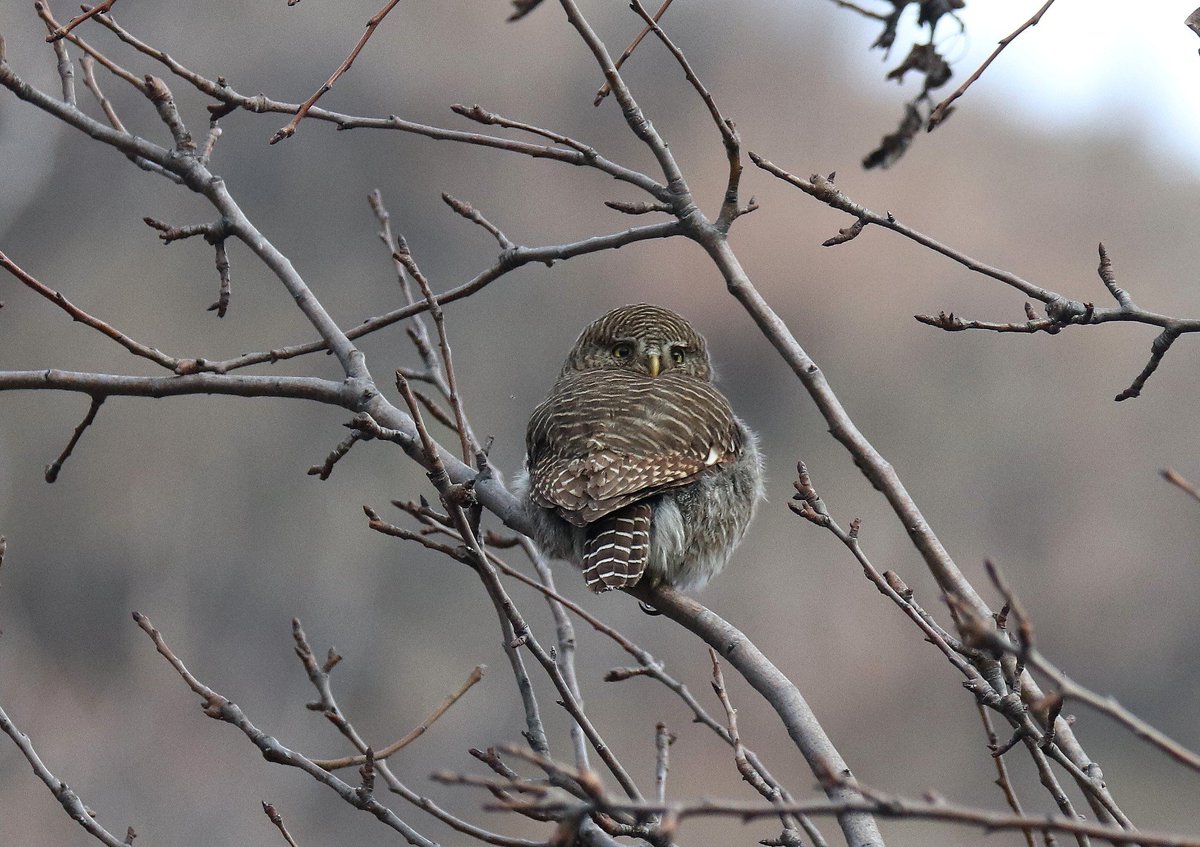 sofiQayoom's tweet photo. Asian Barred Owlet..

#Birdsofbaramulla
Kashmir 

@Canon_India @IndiAves @rrRumbo @NatureIn_Focus @RGSustain1 @birdsoftheworld https://t.co/K2VEZoX1LE