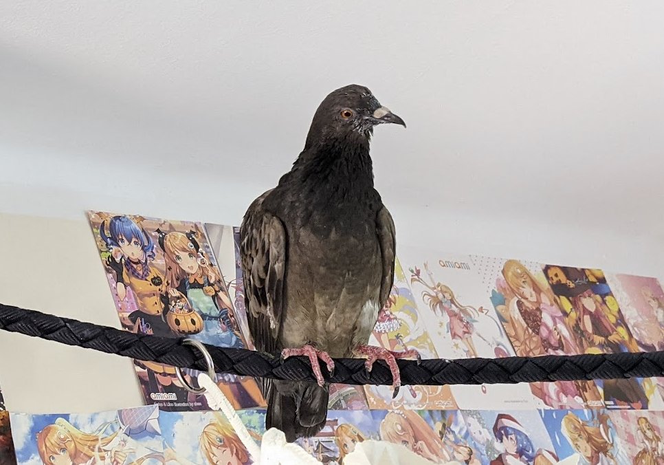5ro4's tweet photo. Hoy ha fallecido Taco, una de las primeras palomas que rescatamos hace ya 5 años. Tenía una enfermedad neuronal que le impedía volar y defenderse. Vivió feliz y tuvo un par de parejas con discapacidades similares. https://t.co/3QcYxPW0sI