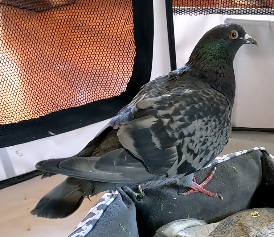 5ro4's tweet photo. Hoy ha fallecido Taco, una de las primeras palomas que rescatamos hace ya 5 años. Tenía una enfermedad neuronal que le impedía volar y defenderse. Vivió feliz y tuvo un par de parejas con discapacidades similares. https://t.co/3QcYxPW0sI
