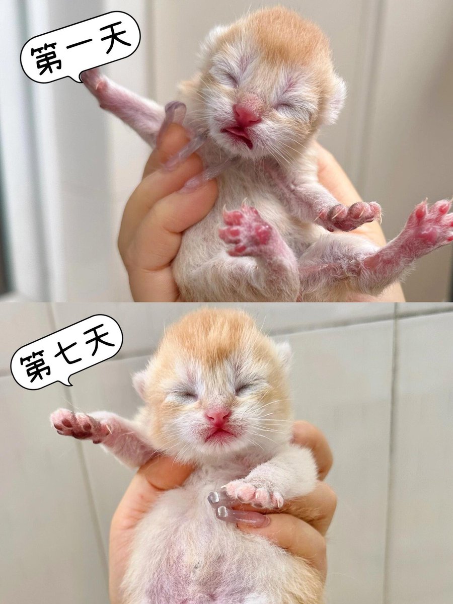 yyyynij's tweet photo. 3 months vs 1 year  Our tiny furball who fit in the palm is now zooming around the house like a little tornado! Love watching them grow! https://t.co/3AbxDxlX8e