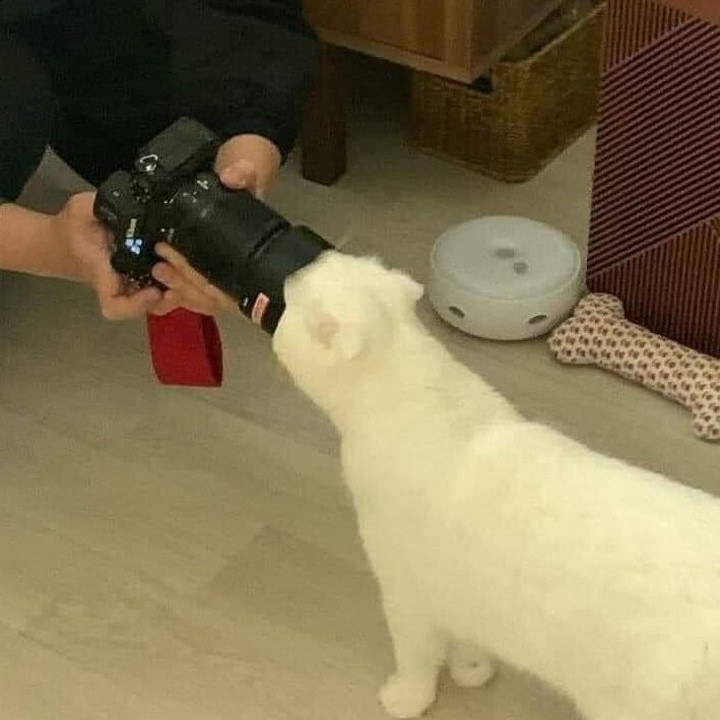 PunchingCat's tweet photo. https://t.co/6XtTVjsnwk
