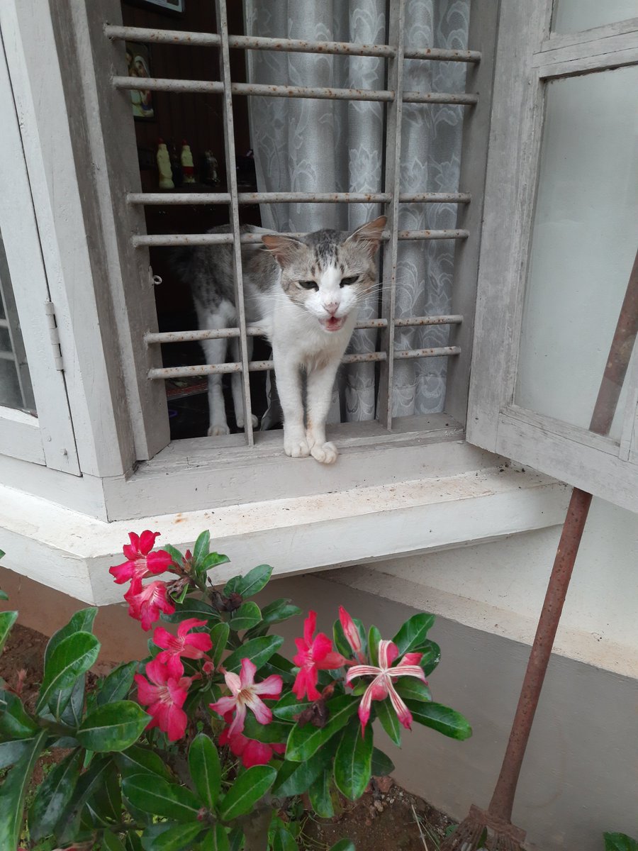 B0SSB0Y's tweet photo. @anniee_0216 Our cat was also neighbors cat that ended up being our cat https://t.co/IHXhyOVAGj