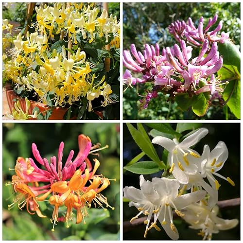 PrimroseFayelin's tweet photo. I just received 300+ Honeysuckle Seeds for Planting Honeysuckle Vine,Honeysuckle Flower for Growing Seeds in The Garden Home Outdoor from solzy via Throne. Thank you! https://t.co/O54HWU70lh #Wishlist #Throne https://t.co/FzriGxdqou
