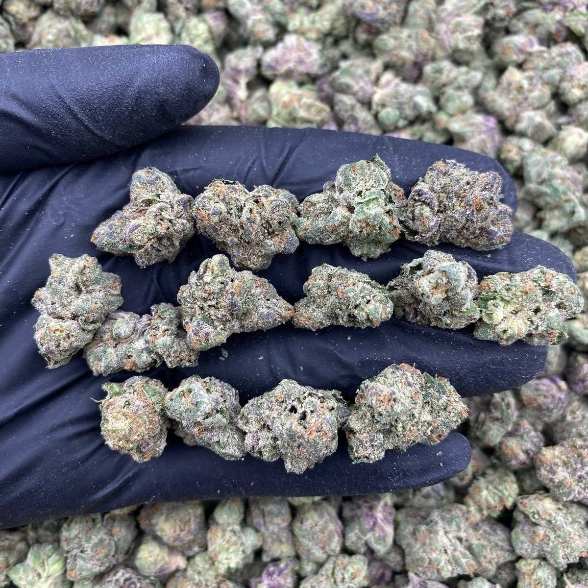 uk_thc_vapes's tweet photo. Fast Drop UK. 
Menu: Link in Bio
Weed in London, where cannabis use differs greatly from places like Amsterdam 💯 https://t.co/G2ux1VGIST