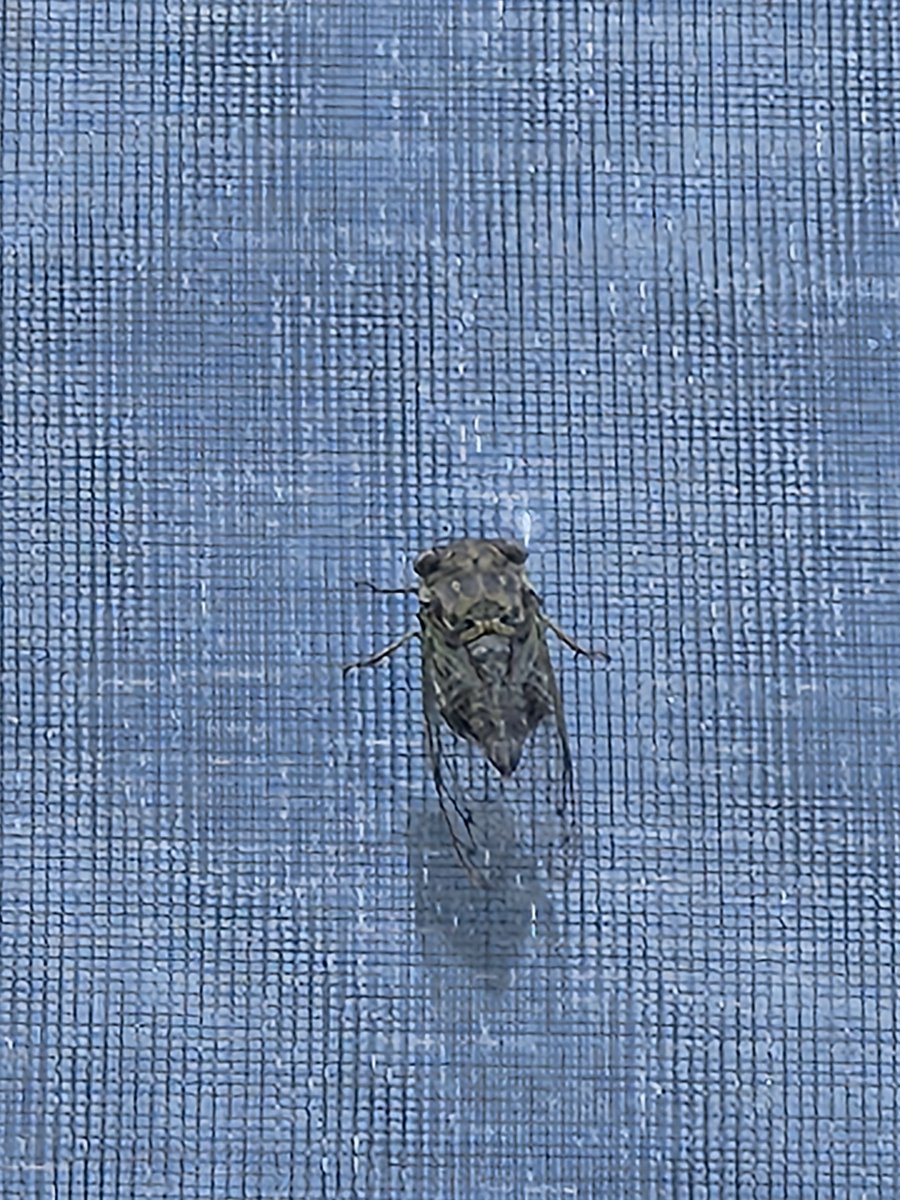 aresonian's tweet photo. A cicada inside and outside views
#naturephotogyaphy
#cicada https://t.co/eh8ifNKzTO