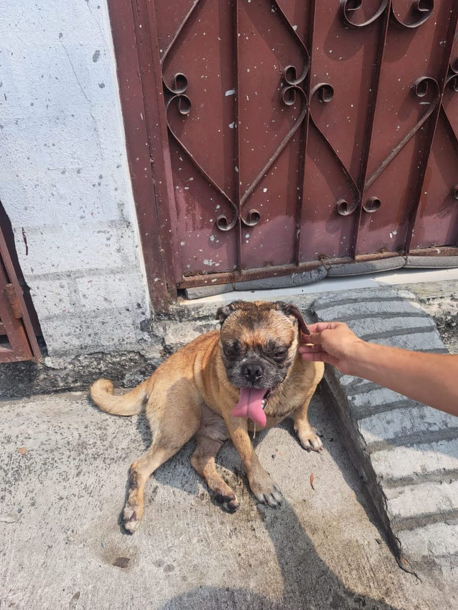 AlertaMePerdi's tweet photo. #ENCONTRADO #GUAYAQUIL
Fecha: 2026-09-19
Sector: Norte, Via Av. Teodoro Alvarado Oleas. Cdla. Alegría junto a la Juan Montalvo 
Sexo: Macho
Raza: Pug
Observación: Color café hocico negro
Contacto: 0990870122
¡Ayúdalo a volver con su familia!
 #AlertaMePerdí https://t.co/SBGoj5w5AI