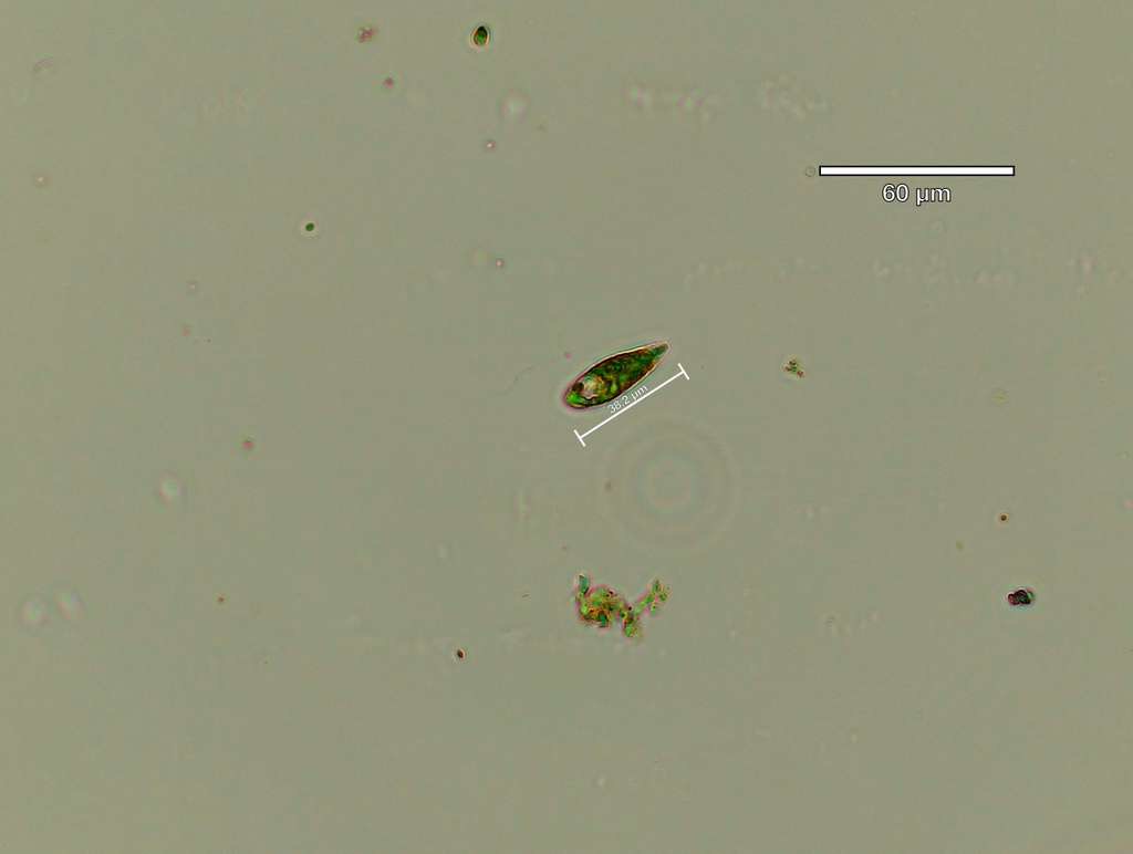 LamontEarth's tweet photo. 💡 Today I Discovered (TID): Chasing a Mystery Algal Bloom in the Mid-Atlantic Bight

This year, an extraordinary phytoplankton bloom stretched across coastal waters from MA to NJ. What caught the attention of The Goes-Gomes Lab was not just its size, but who was blooming. Learn more: https://t.co/1aOMx0ZY6i