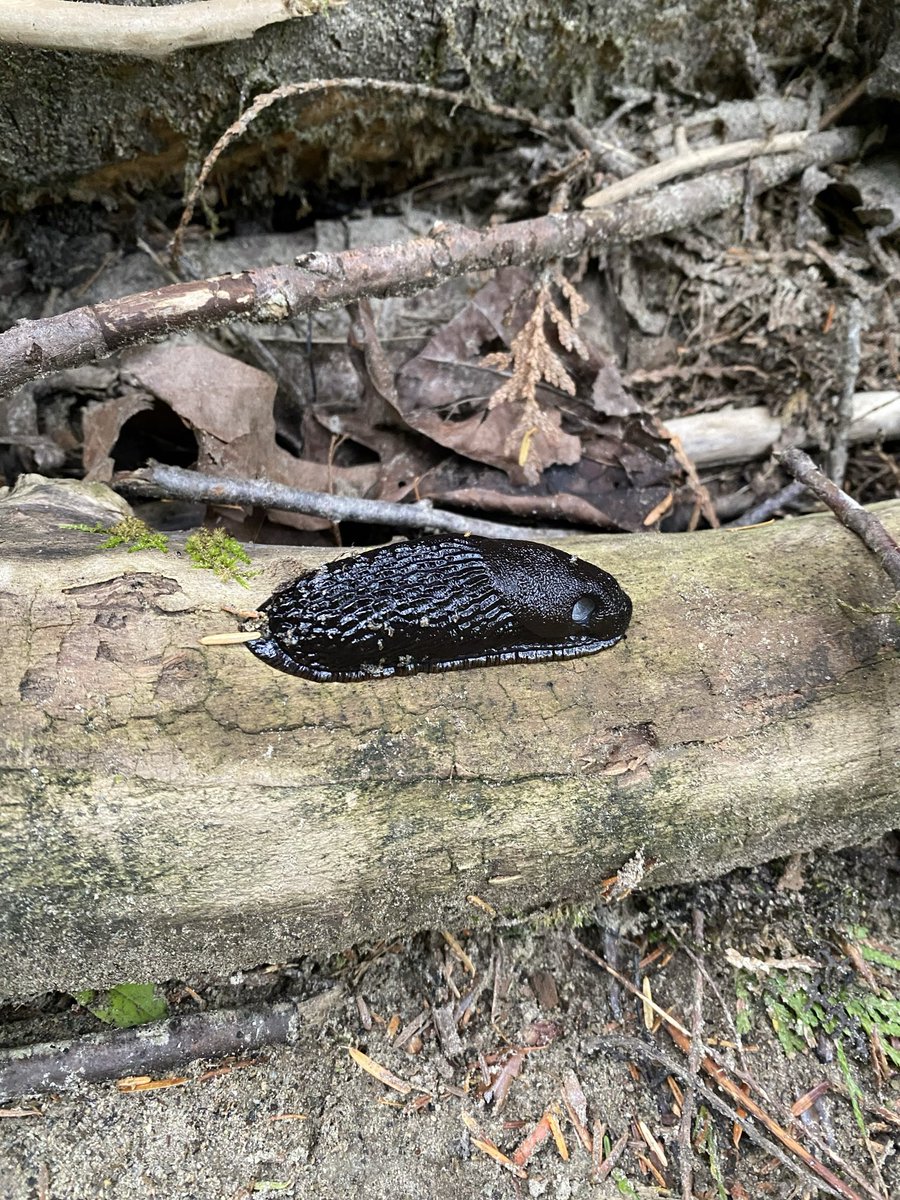 keeksoup's tweet photo. idk what these are, but it was interesting seeing them! #crittertwt #doesanyoneknow https://t.co/jOFv5FmVQ0