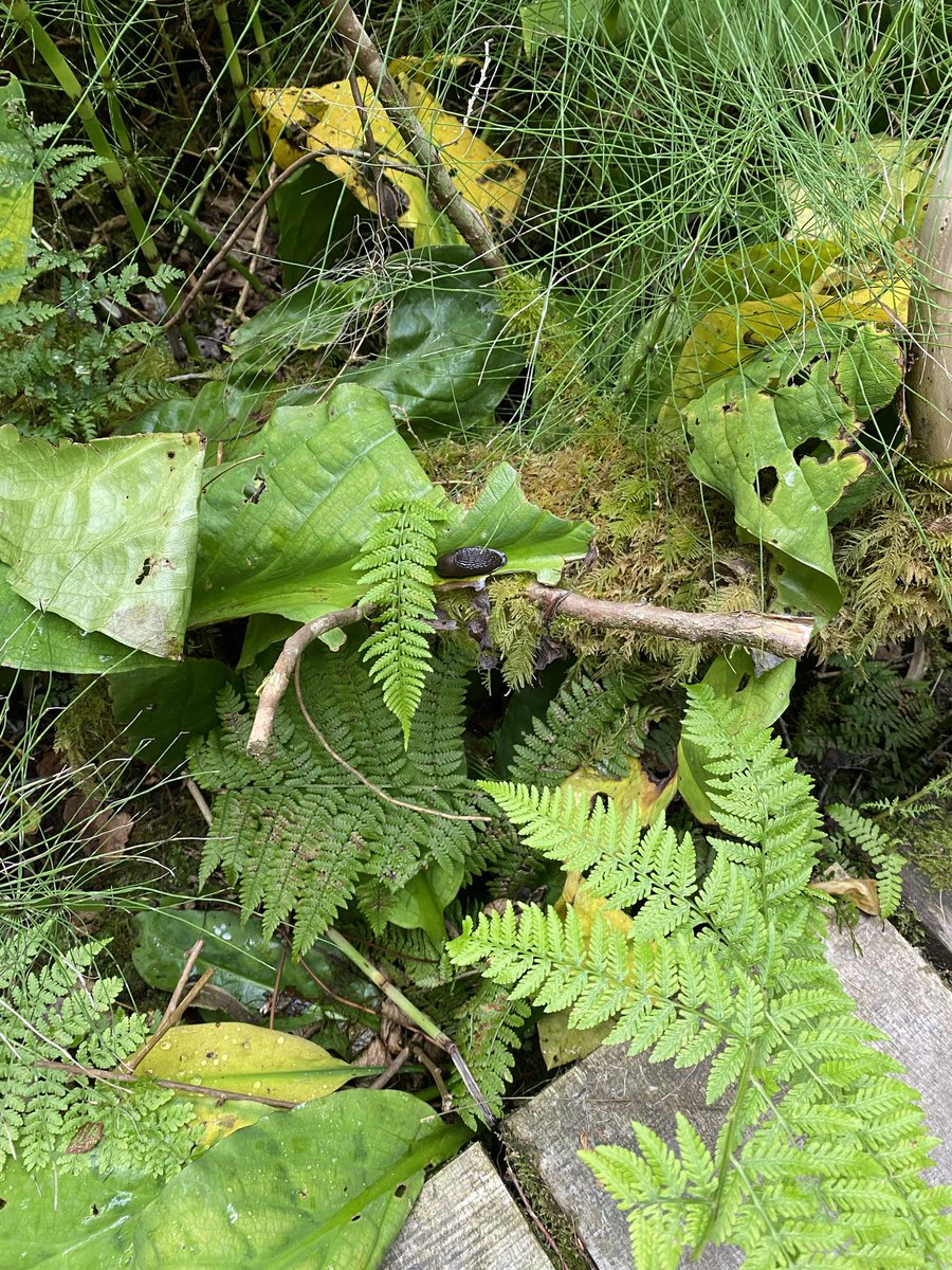 keeksoup's tweet photo. idk what these are, but it was interesting seeing them! #crittertwt #doesanyoneknow https://t.co/jOFv5FmVQ0
