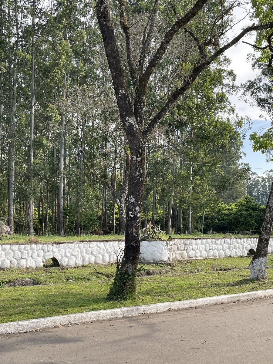soyivanmov's tweet photo. Recordatorio de que toquen pasto🫪🌲 https://t.co/32IpCDlTJw