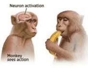 loonamanifesto's tweet photo. queria nao ser basica mas acucar é meu neuro activation d vdd eu sou o esteriotipo do macaco https://t.co/Ctxn2Fq8H9