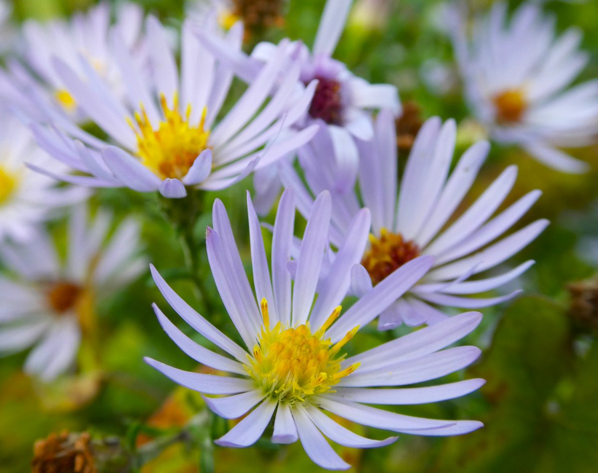 beatricegroves1's tweet photo. Michaelmas daisies for #MichaelmasDay 💜 https://t.co/DPMFIx4h35