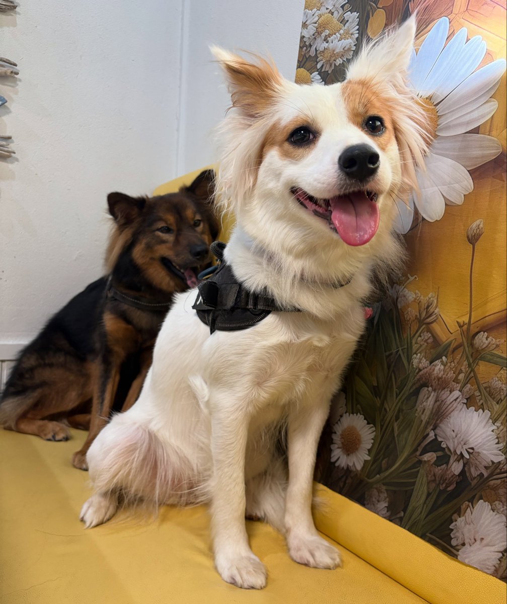 DoretheaParff's tweet photo. 2026/08/16 
We booked the 7 a. m. slot and visited Hachinosu Cafe Ichinomiya. We reserved the largest room and ordered pancakes and a plate for the dogs. Morning pancakes are free! Everything was delicious—we’ll visit again. Then we walked around a https://t.co/uAwiBDGMOE