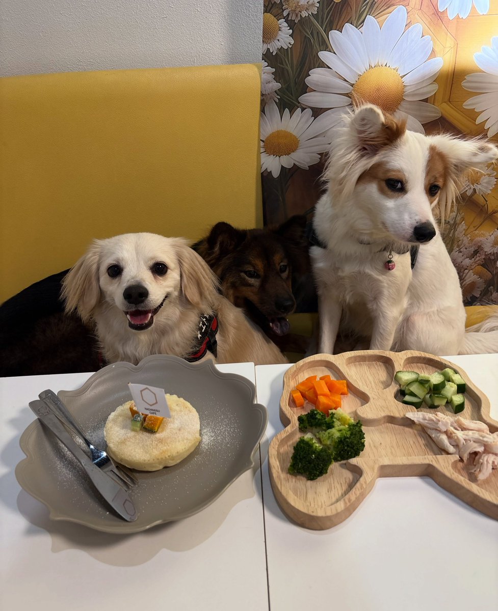 DoretheaParff's tweet photo. 2026/08/16 
We booked the 7 a. m. slot and visited Hachinosu Cafe Ichinomiya. We reserved the largest room and ordered pancakes and a plate for the dogs. Morning pancakes are free! Everything was delicious—we’ll visit again. Then we walked around a https://t.co/uAwiBDGMOE