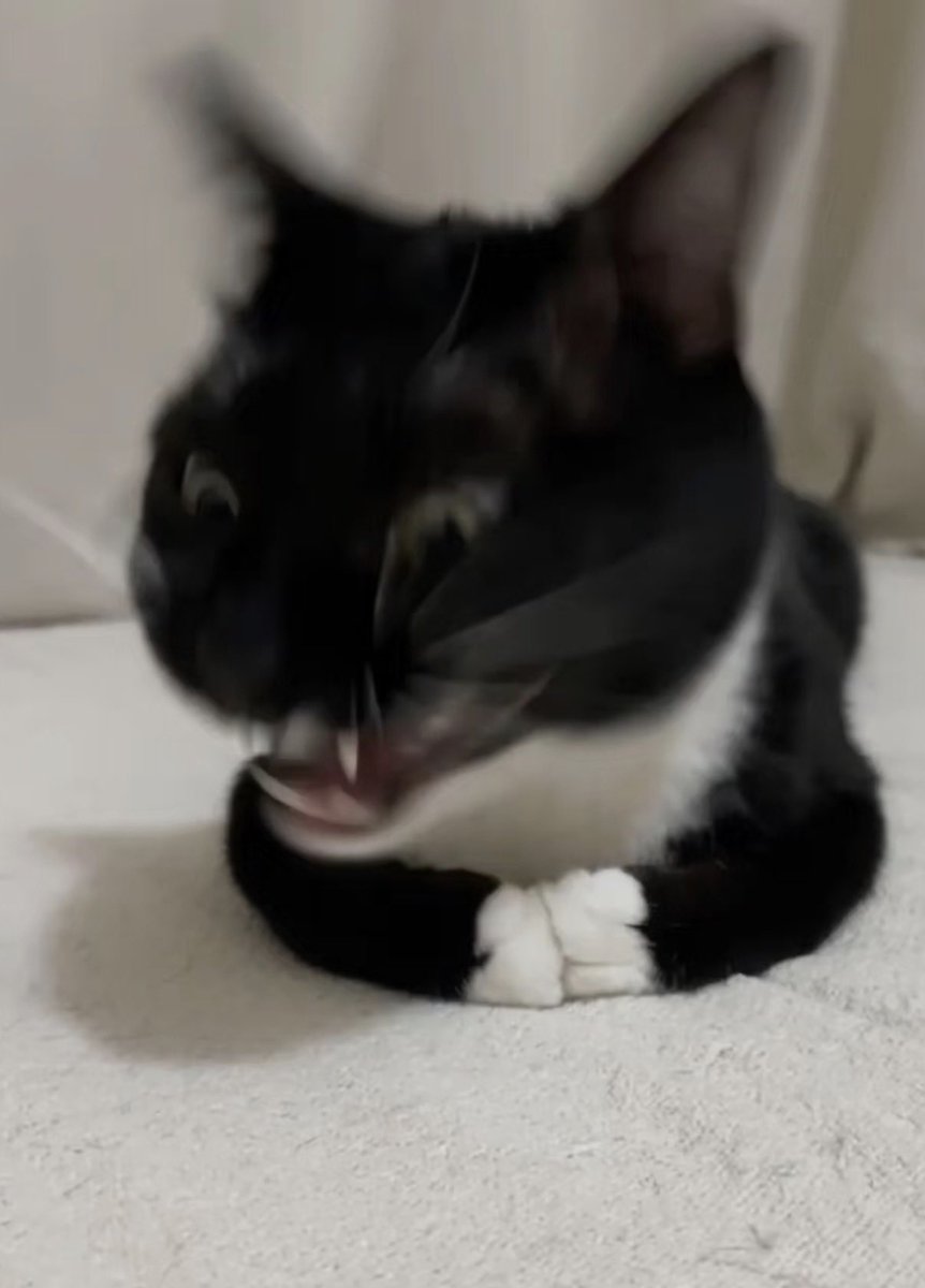 twaniimals's tweet photo. https://t.co/872PvOKdR4