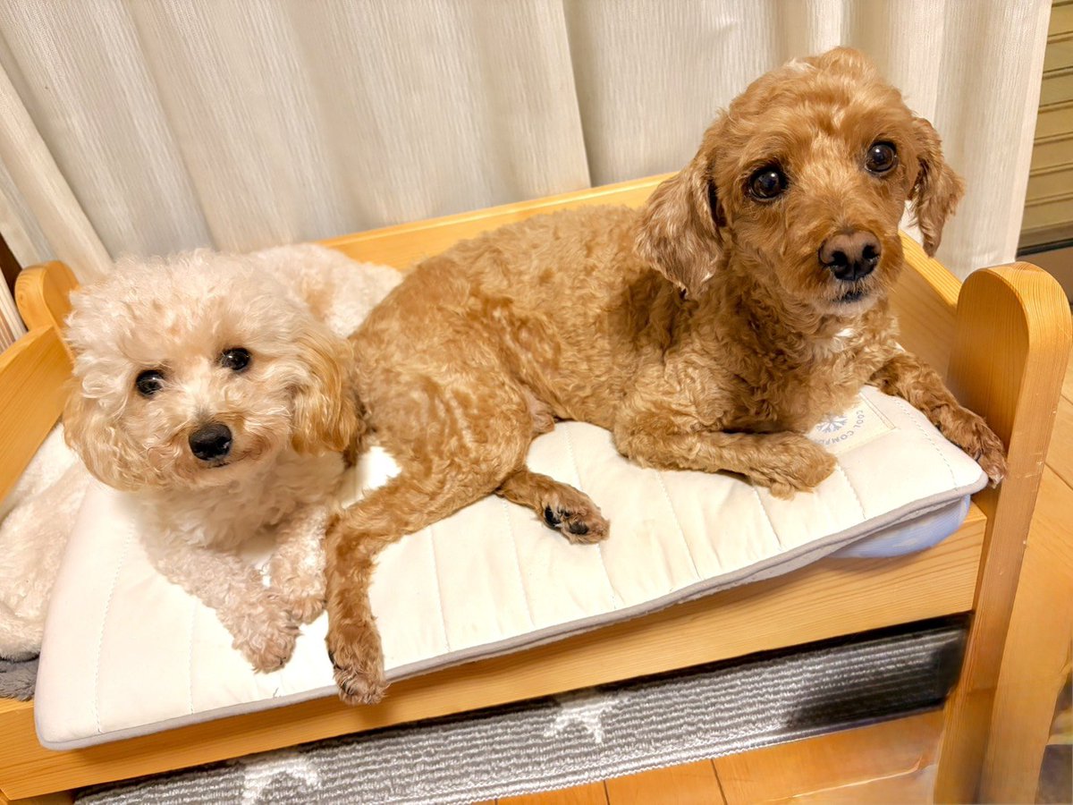 kuwata99's tweet photo. 新しい家族が増えました
#保護犬 https://t.co/FL7OrvZpWd