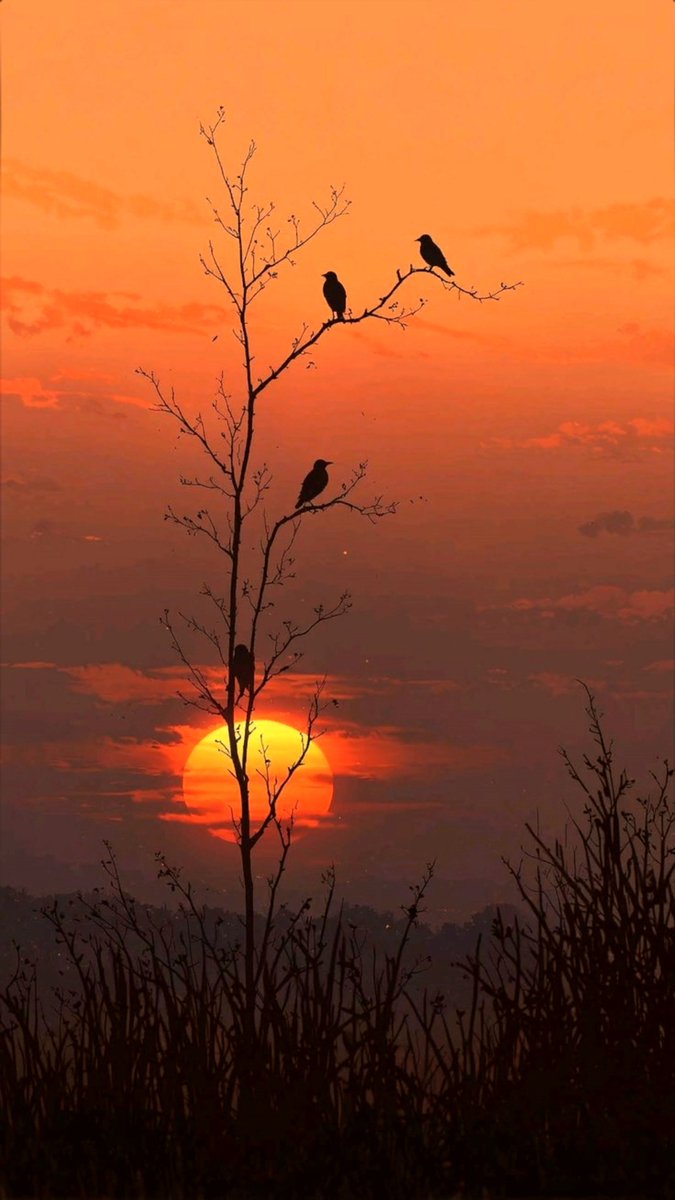 Nature3ngc's tweet photo. https://t.co/ckXjr7dunY
