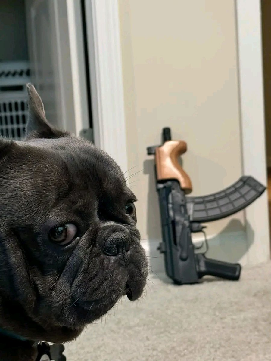 Kkmmm16483's tweet photo. Moozy keeping an eye on the DraCØ https://t.co/oLqhSit7kg