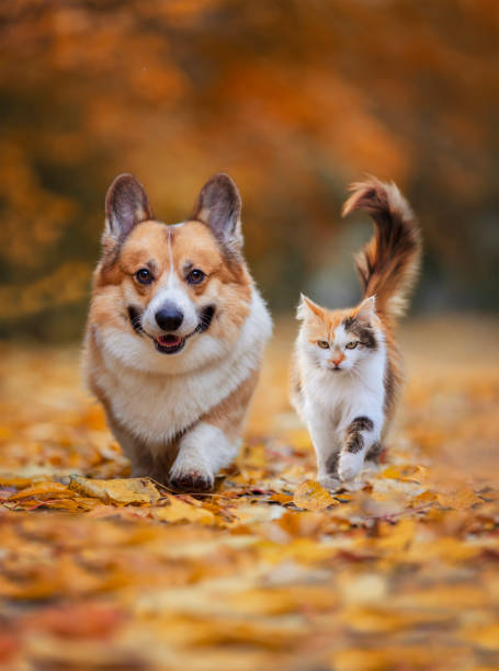 altizerydln's tweet photo. 森の奥深くで犬と静かな時間🌲🐕 https://t.co/qKs7pvoEsD