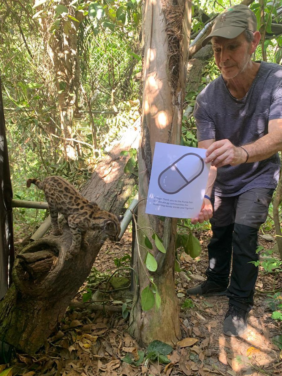 itsTigrino's tweet photo. @NatGeo the cat from this article here. since you posted, my sanctuary received $100K+ from people who read it. thank you for writing about me. I'm fed. 
@La_Senda_Verde has the updates. https://t.co/kQUrXiGGpK