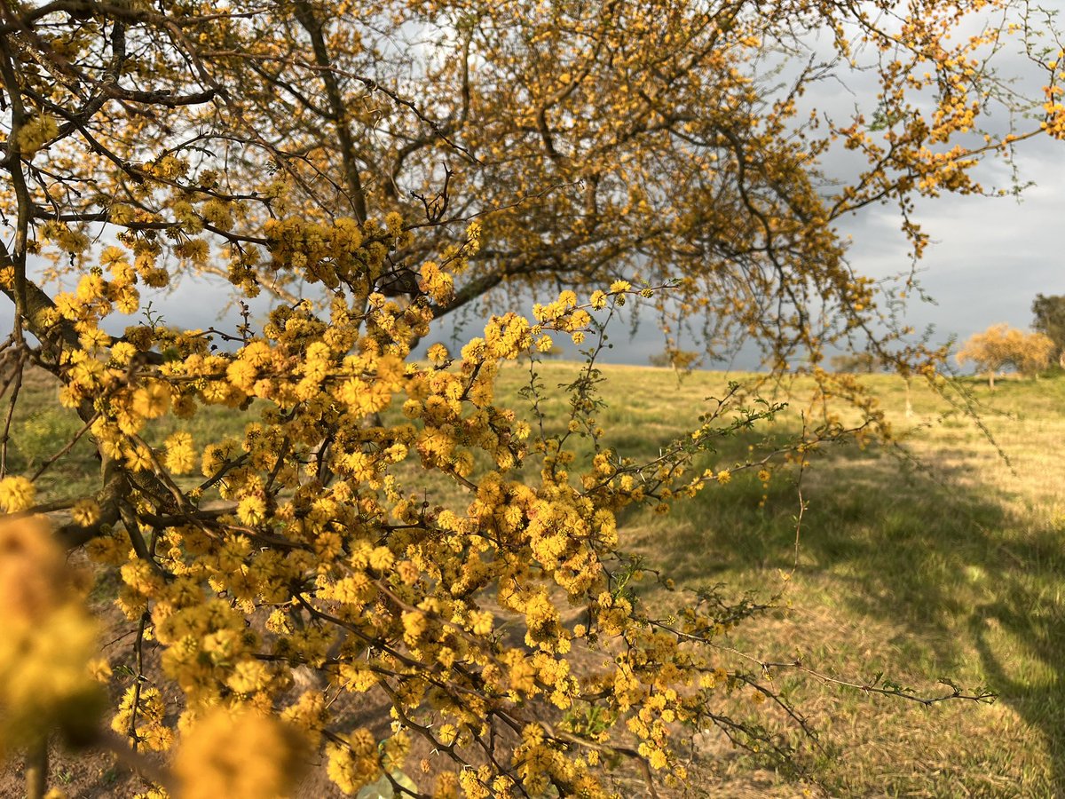ChristianKuts16's tweet photo. Primavera https://t.co/TUf5MAbplZ