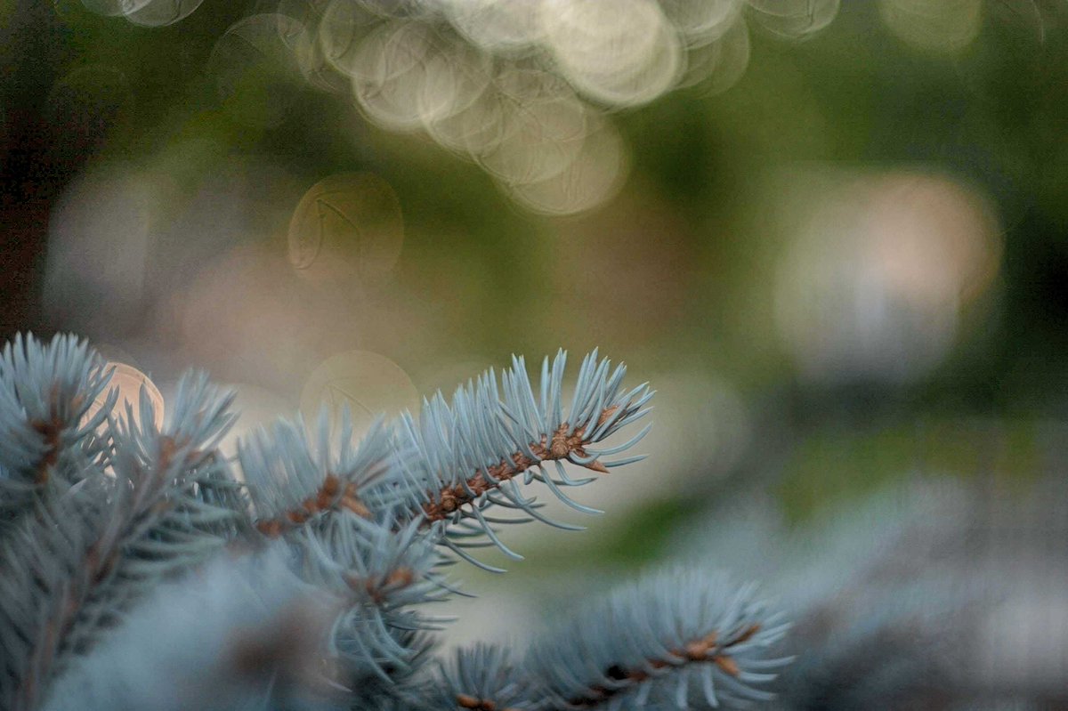 FreidaDakeqf's tweet photo. This morning’s good harvest: my oldest DSLR, the Canon Digital Rebel 300D, paired with a fine ��nifty fifty, ” the M42 Cosinon 50mm f/1. 7. https://t.co/j7SKPkGEdi