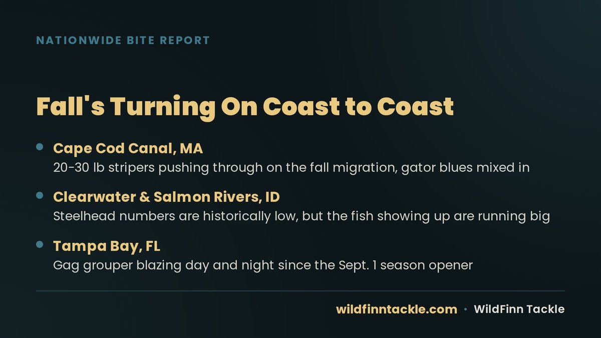 WildFinnTackle's tweet photo. Fall's turning on across the country. Cape Cod Canal has 20-30 lb stripers on the move, Tampa Bay's gag grouper are blazing since the opener, and Idaho's steelhead run is historically low but the fish showing up are giants. Tight lines out there. https://t.co/7gZCFcNqfW