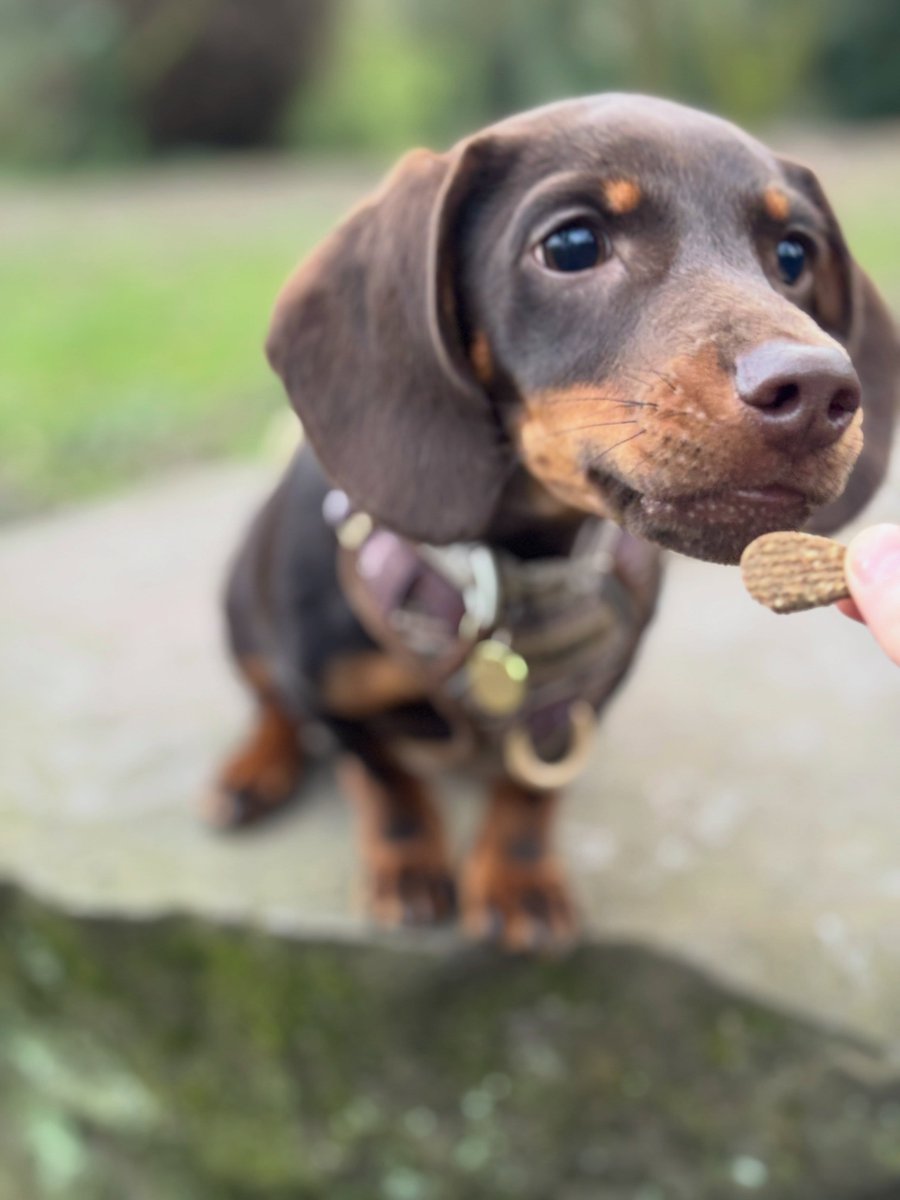 BaileyBukhari's tweet photo. Happy World Dachshund Day! From my sausage to yours. https://t.co/0jQHE7a3tB