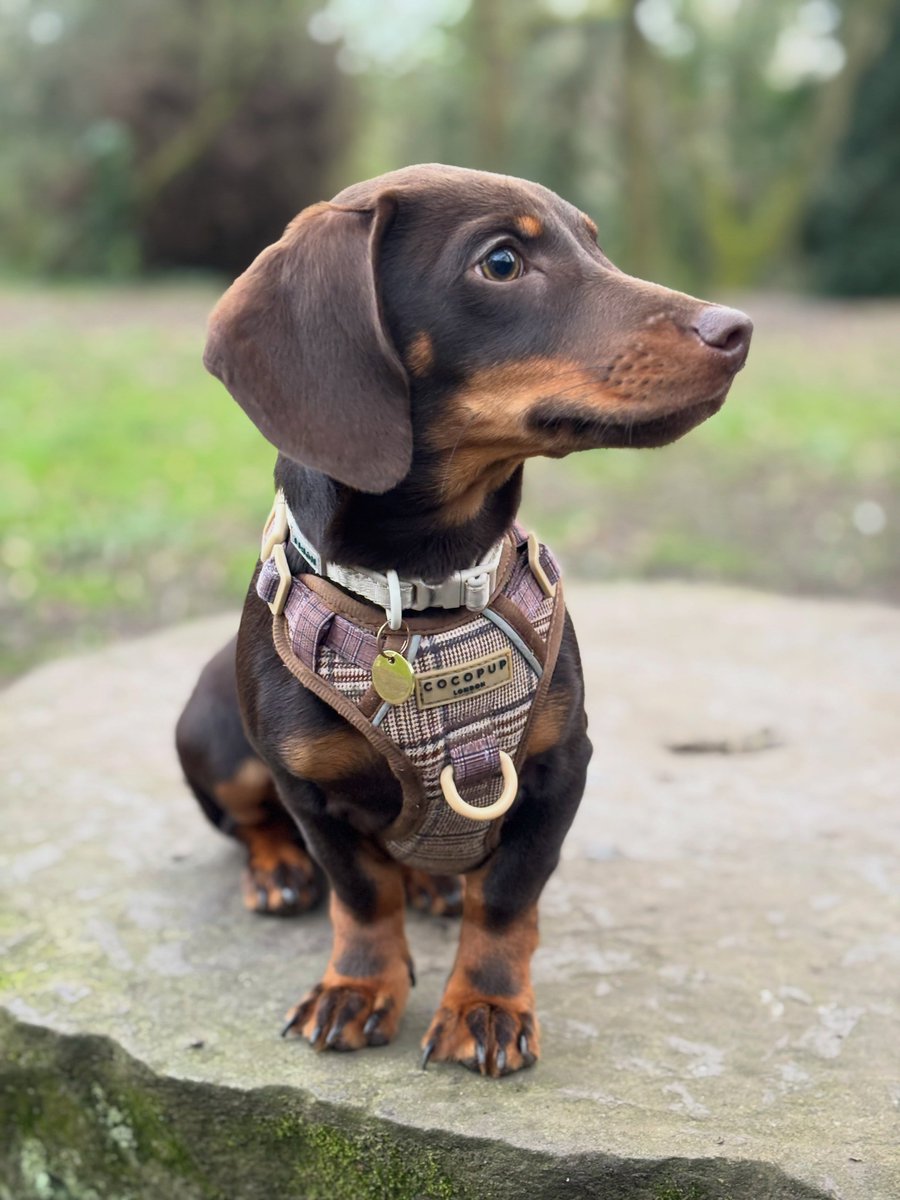 BaileyBukhari's tweet photo. Happy World Dachshund Day! From my sausage to yours. https://t.co/0jQHE7a3tB