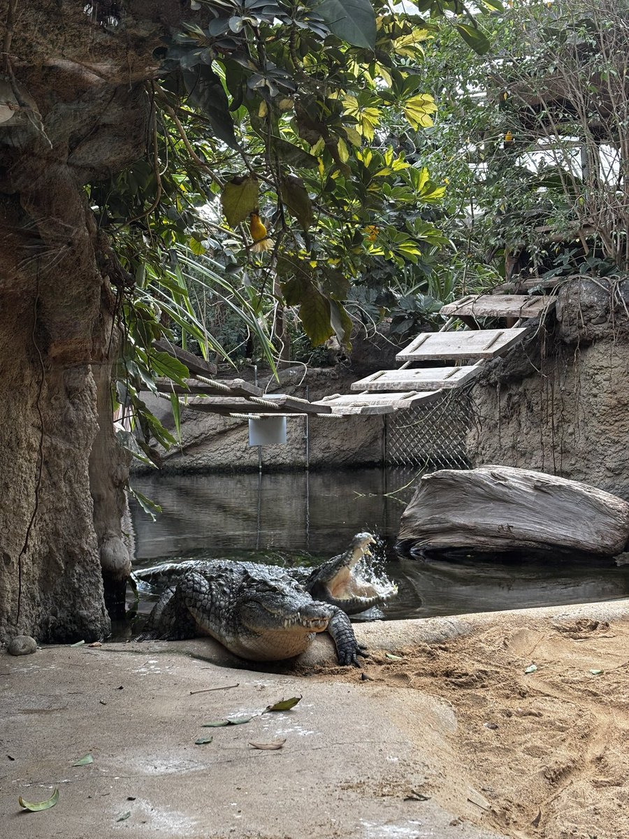 secxndsun's tweet photo. I ❤️ Krokodile 🐊 https://t.co/UYIYw3x3XI