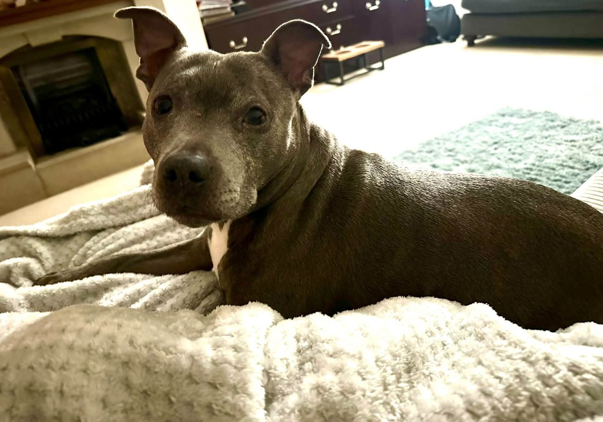 SeniorStaffy's tweet photo. 💕LOLA💕

Lola is very settled in foster as you can see…. And no limb is safe from her settling 🤣 

We are so grateful to our wonderful fosties who give so selflessly. 

Another happy pupper 💕

https://t.co/h24Zr1zPbm https://t.co/nlfs9lhImZ