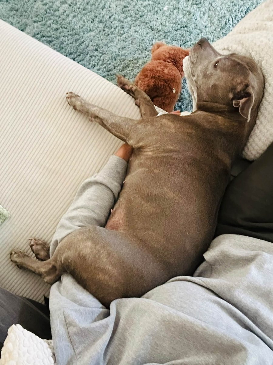 SeniorStaffy's tweet photo. 💕LOLA💕

Lola is very settled in foster as you can see…. And no limb is safe from her settling 🤣 

We are so grateful to our wonderful fosties who give so selflessly. 

Another happy pupper 💕

https://t.co/h24Zr1zPbm https://t.co/nlfs9lhImZ