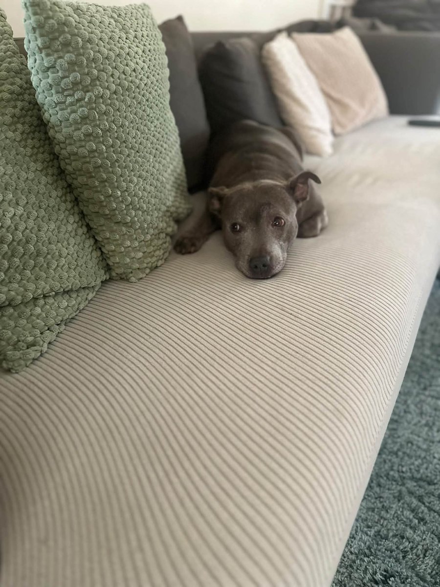 SeniorStaffy's tweet photo. 💕LOLA💕

Lola is very settled in foster as you can see…. And no limb is safe from her settling 🤣 

We are so grateful to our wonderful fosties who give so selflessly. 

Another happy pupper 💕

https://t.co/h24Zr1zPbm https://t.co/nlfs9lhImZ