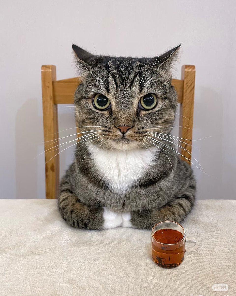PunchingCat's tweet photo. https://t.co/HOGbtO3e9f