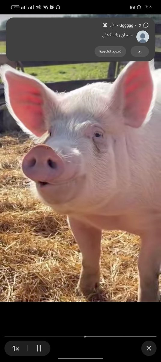 Babayagafw's tweet photo. صباح الخناثه 🐷علي الخنزير.عبادي ربكم موجود لي الاستجابة لي دعواتكم الزانيه https://t.co/8uNvtQXmcR