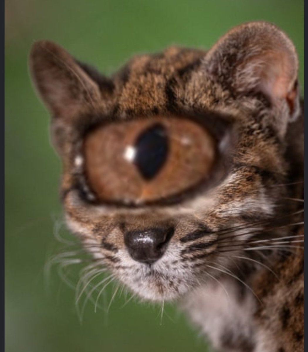 makecatsbetter tweet picture