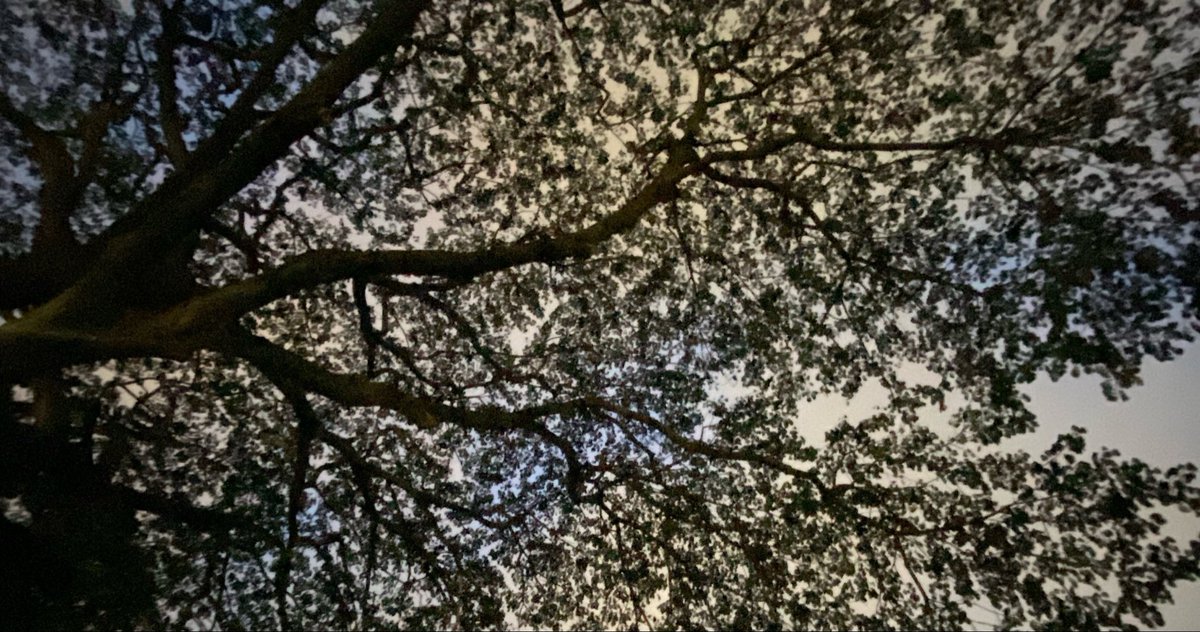 SimgeTakin's tweet photo. “We can always find charm in the smallest parts of life. It has an end, but lots of starting points too.”
~Sr. Gabe https://t.co/u1SQnFjGCv