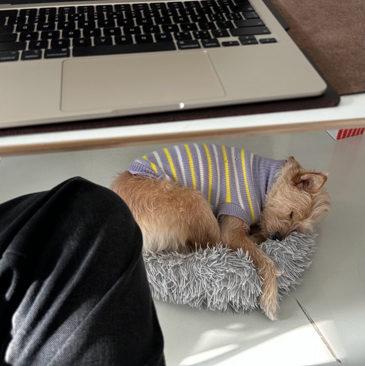 ceday935884's tweet photo. My sleepy pup curled up on my laptop, turning a work break into the best cozy moment https://t.co/cpAVfB9Y7o