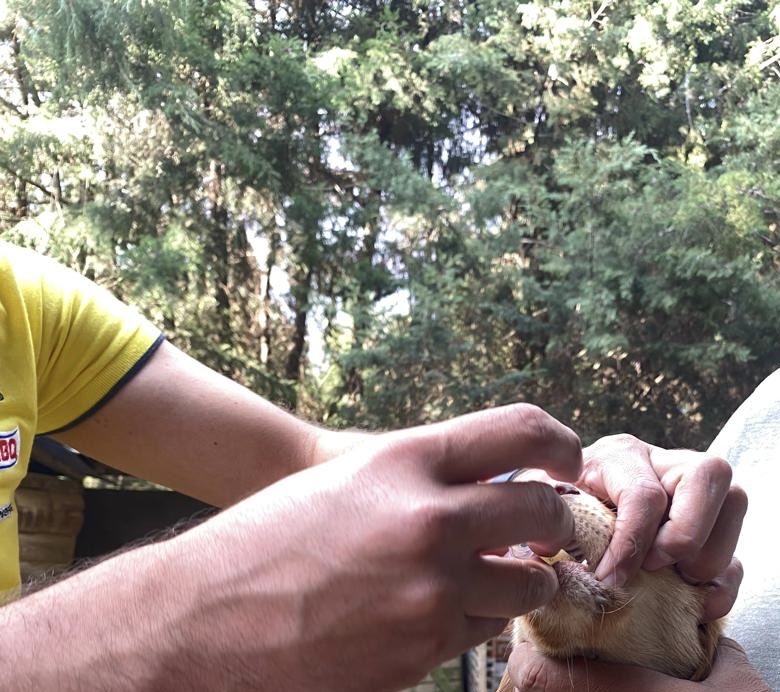 RefugiOceaniCAN's tweet photo. ¡Miren esta maravilla! De estar amarrados a estar salvados. 💜

Gracias a ustedes, gracias a ese angelito que los desató, y gracias a esta comunidad hermosa que ama a los perritos, hoy les puedo compartir esto con el corazón inflado:

¿Se acuerdan de los 5 bbs del cerro? Los que estaban amarrados sin agua ni comida...

HOY ASÍ ESTÁN:

1- Ya NO están amarrados sin agua ni comida en el cerro. Son libres.
2- Ya duermen seguros, calientitos y abrazaditos.
3- Ya están comiendo comidita premium, con su pancita llena.
4- Tienen agüita fresca y limpia en trastes limpios, todo el día.
5- ¡Ya comenzaron su protocolo! Ayer fueron desparasitados interna y externamente. 💪🏼🥰

Y la buena noticia sigue: Este martes les toca su primera vacuna puppy.

De la crueldad más fea, al amor más bonito. Así de poderoso es lo que hacemos juntos.

Amo a mi comunidad que ama a los perritos!! Gracias por no soltarles la patita. 🫶🏼💜🐶🐾

#GraciasComunidad #RescateConFinalFeliz #Oceanican #Los5DelCerro #PatitasDeAyuda