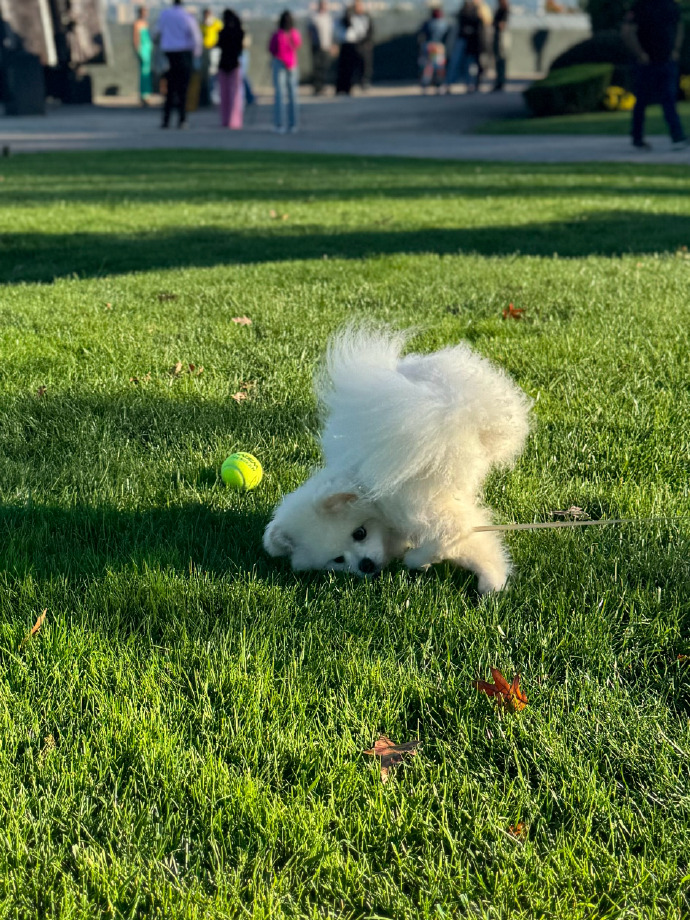 luckb201647's tweet photo. My little pup turned 6 months old today—from wobbly peanut to zooming ball of fur  Every tiny growth win feels like magic!， https://t.co/IW69qA6o7O