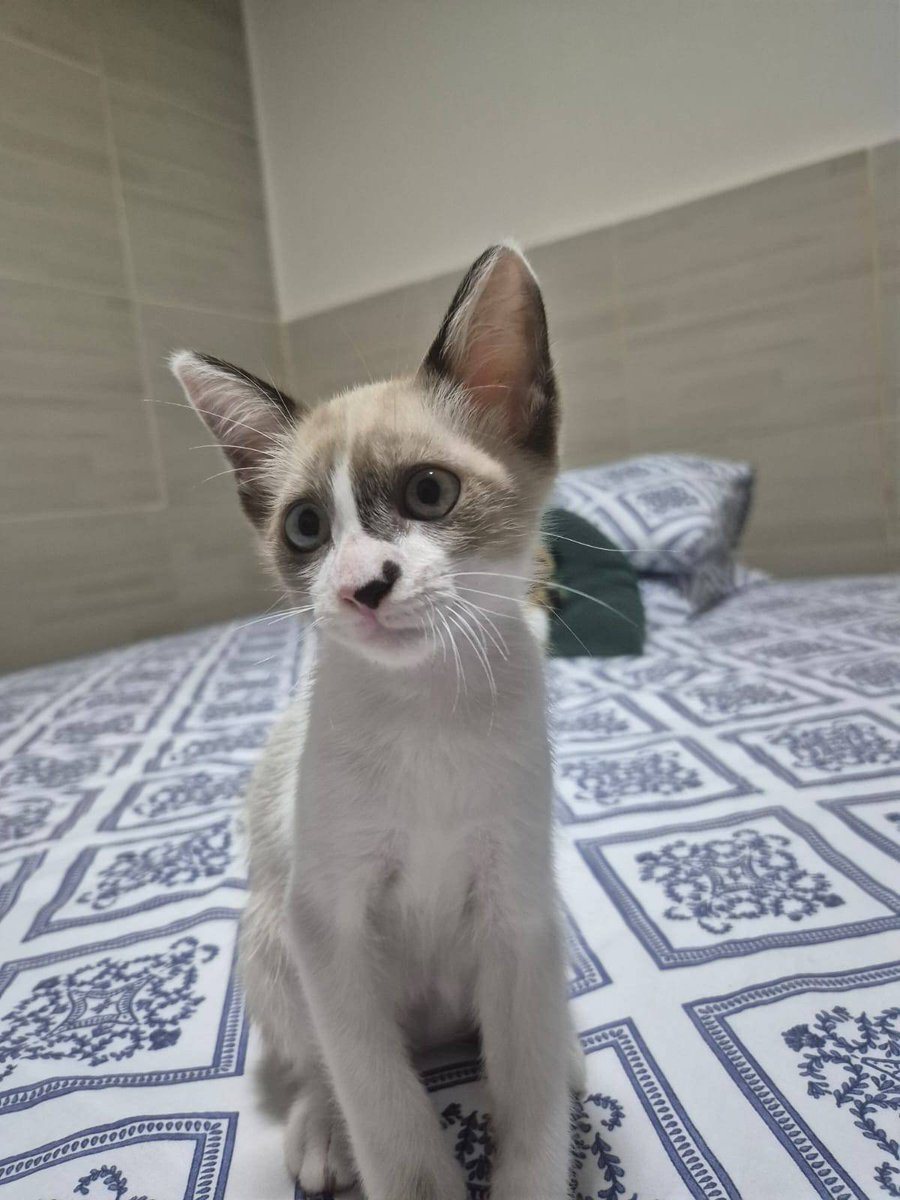 makecatsbetter tweet picture
