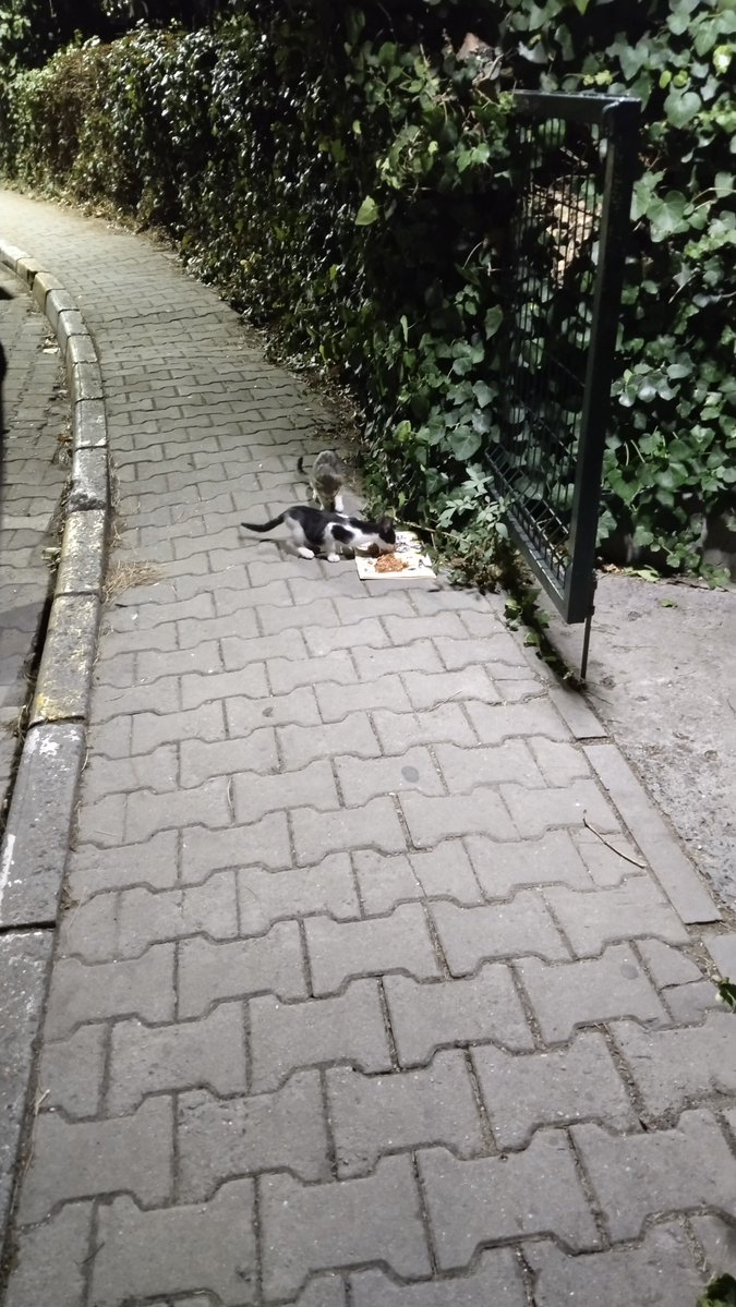 bbihteryoreoglu's tweet photo. @zeyno_citlembik bunlarda bugünden ama kesinlikle dokunmama izin vermediler 😔 https://t.co/A3uA0aIwQn