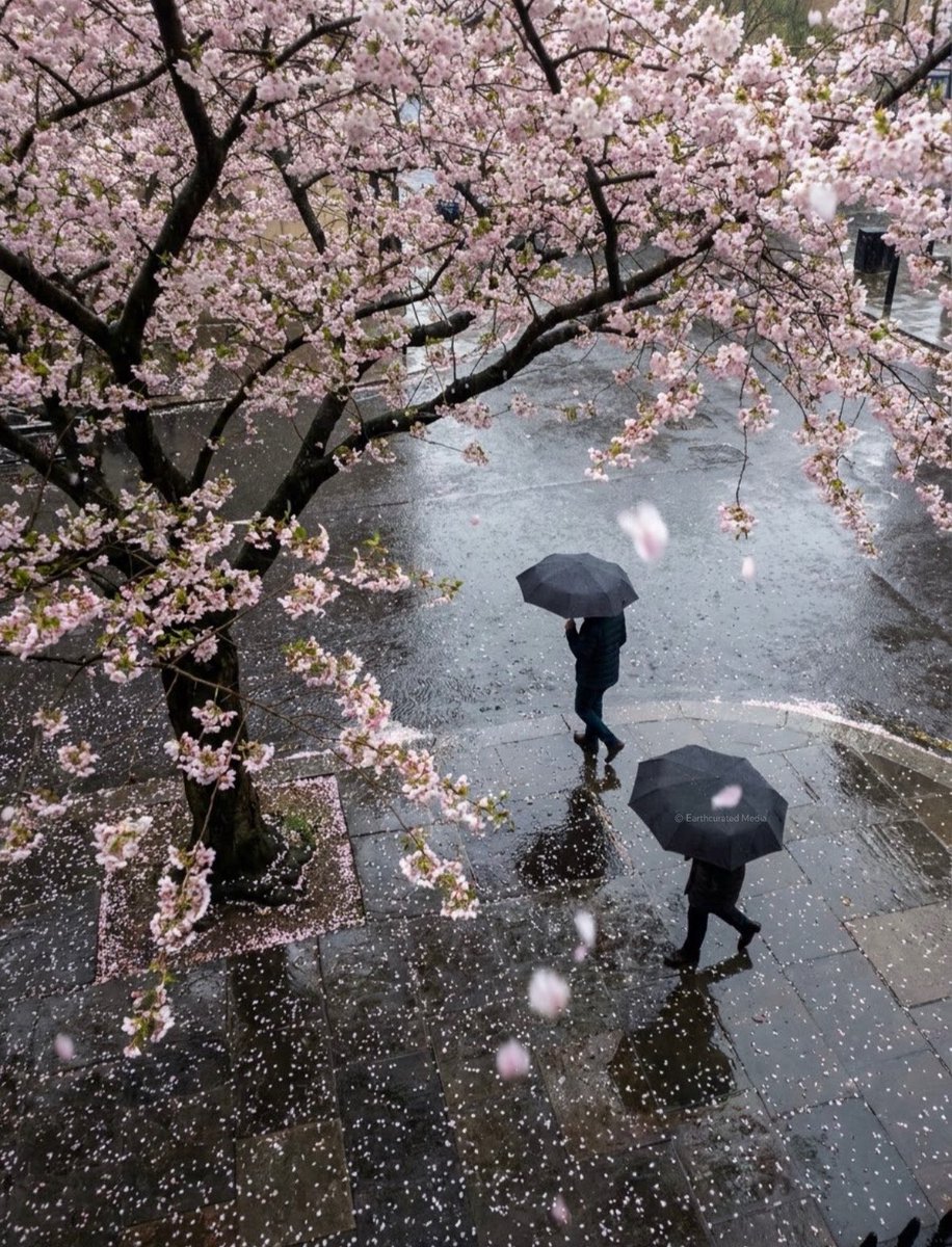 earthcurated's tweet photo. Cherry blossoms in the rain 🌸🌧️ https://t.co/Pu8rQScm2y