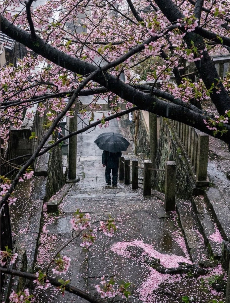 earthcurated's tweet photo. Cherry blossoms in the rain 🌸🌧️ https://t.co/Pu8rQScm2y