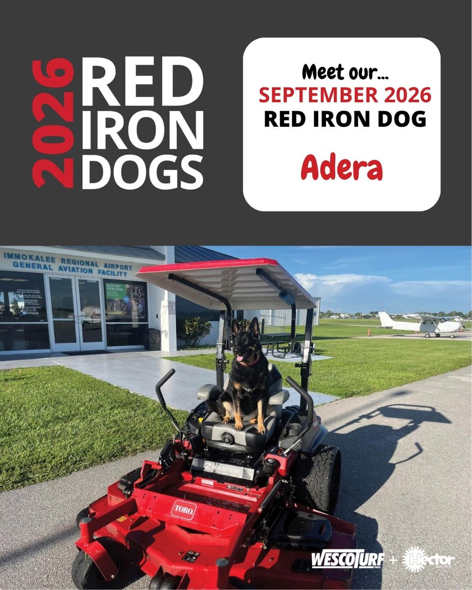HectorTurf's tweet photo. Meet Adera, who is enjoying life to the fullest while keeping everyone on their toes. After years of being the ultimate frisbee fanatic, Adera still spends her days doing what she loves most: racing through the fields, chasing down frisbees, and keeping a close eye on anything that moves.

Adera has never met a challenge she didn’t want to chase. Whether it’s a cat, a critter, or just about anything with a heartbeat, she’s always ready for the pursuit. When she’s not on patrol, she’s lending a paw around the yard by helping pull weeds and dig holes. In fact, if you’re working in the garden, you might want to be careful because Adera takes her landscaping duties very seriously and loves to “help  whenever she gets the chance.

Known for being an excellent watchdog, Adera is always alert and keeping tabs on her surroundings. But don’t let her serious side fool you. Toss a frisbee her way just once, and you’ll have a best friend for life. 

From fearless frisbee champion to dedicated yard helper, Adera remains a beloved member of the crew, and she’s still chasing every opportunity for fun.

#RedIronDogs #WescoTurf #ToroMowers #GolfCourseLife #TurfTeam