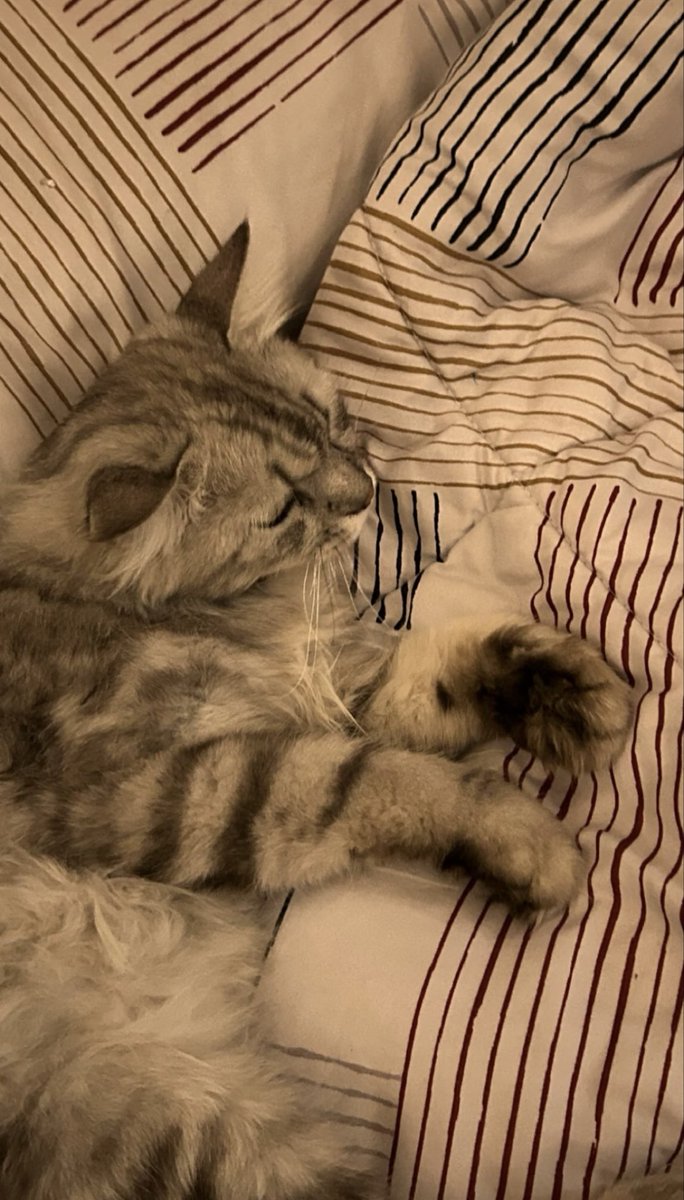 oj9vi7's tweet photo. Came back to find my baby like this. I love her https://t.co/ENhiRxoh6e