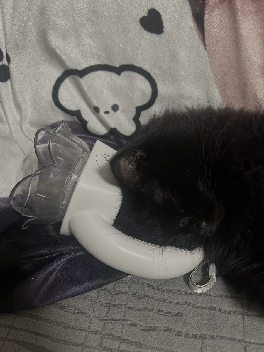 rrtt_zho's tweet photo. 💤 https://t.co/7m0C1Upp4E
